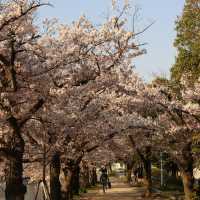 Nightfall in Kawazu: Where Sakura Blooms Before Spring Begins
