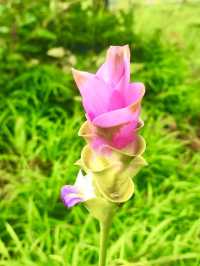 自然に抱かれて、心がふっと軽くなる。🌿🌸