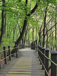 Suam Peak: Trail with a View Worth the Steps