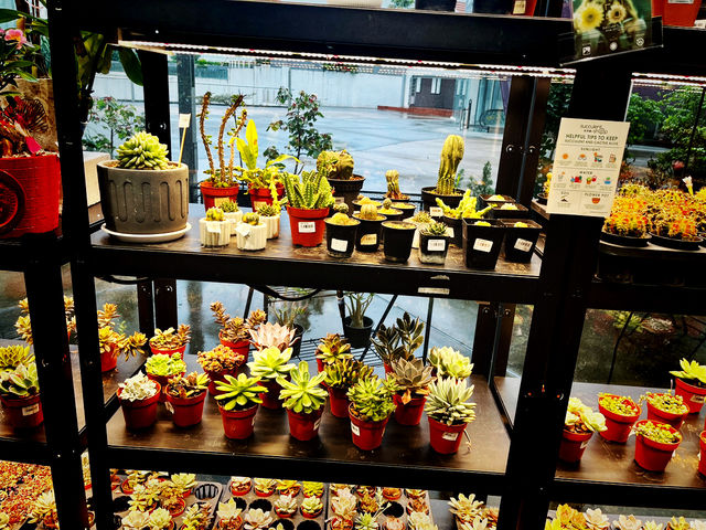 A Little Green Joy at Gurney Paragon Mall