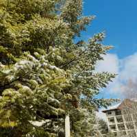 High One滑雪場簡評：江原道的冬日仙境❄️