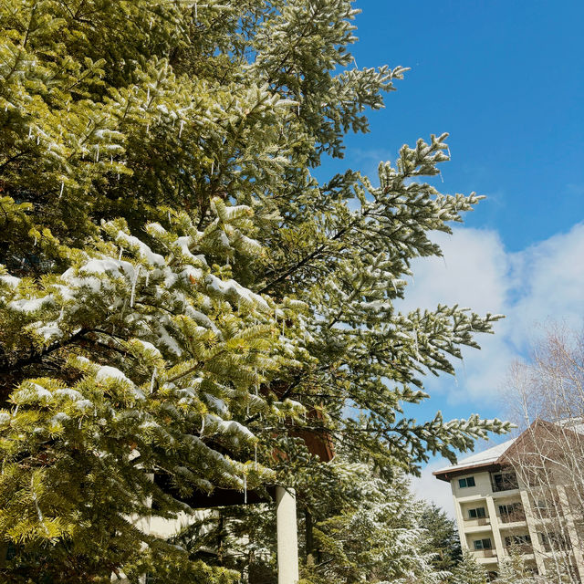  High One滑雪場簡評：江原道的冬日仙境❄️