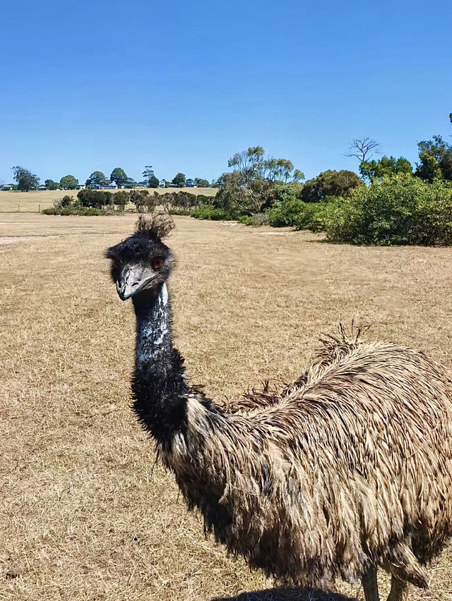 ออสเตรเลีย🇦🇺