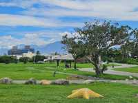 碧海藍天的好去處～台東海濱公園