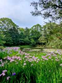 京都 | 平安神宮神苑，彷彿走入莫內的花園