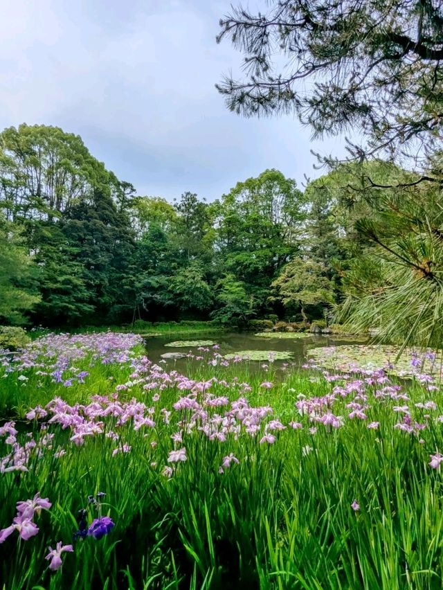 京都 | 平安神宮神苑，彷彿走入莫內的花園