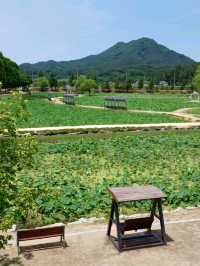 아직은 연꽃이 피지 않았지만 산책하기 좋은 곳