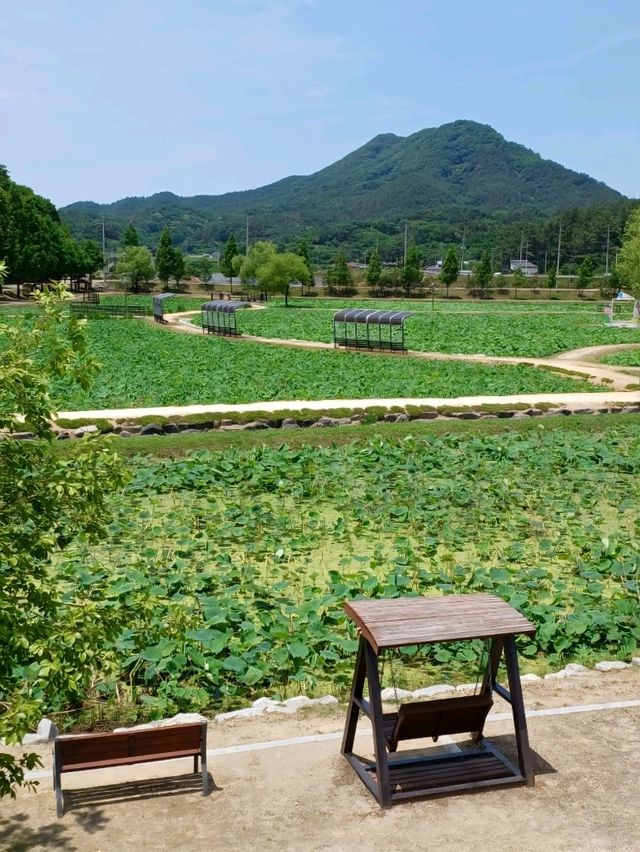 아직은 연꽃이 피지 않았지만 산책하기 좋은 곳