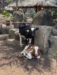 Kids friendly cafe and activity in Jeju