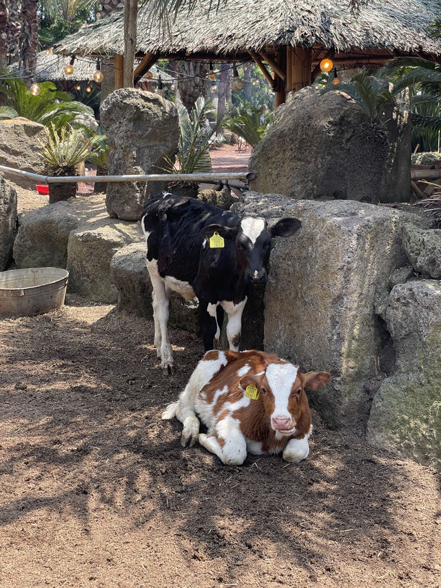 Kids friendly cafe and activity in Jeju