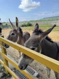 Desaru Mini Zoo, Interactive Encounters for the Whole Family