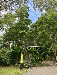 Among the Leaves: An Elevated Escape in the City