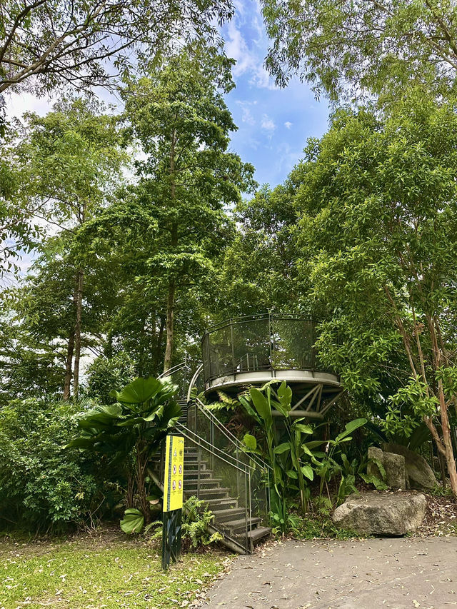 Among the Leaves: An Elevated Escape in the City