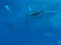 🐠 Dive into Wonder at Okinawa Churaumi Aquarium