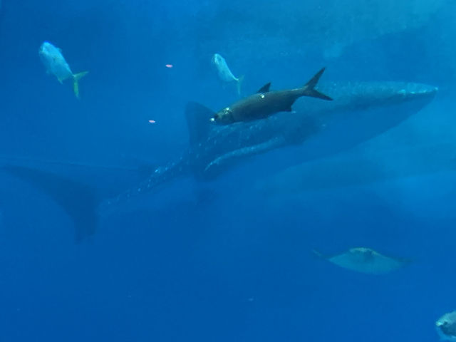 🐠 Dive into Wonder at Okinawa Churaumi Aquarium