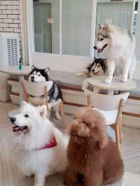 "The cutest dog café 🐶 @ Dog in Town!”