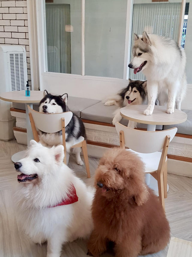 "The cutest dog café 🐶 @ Dog in Town!”