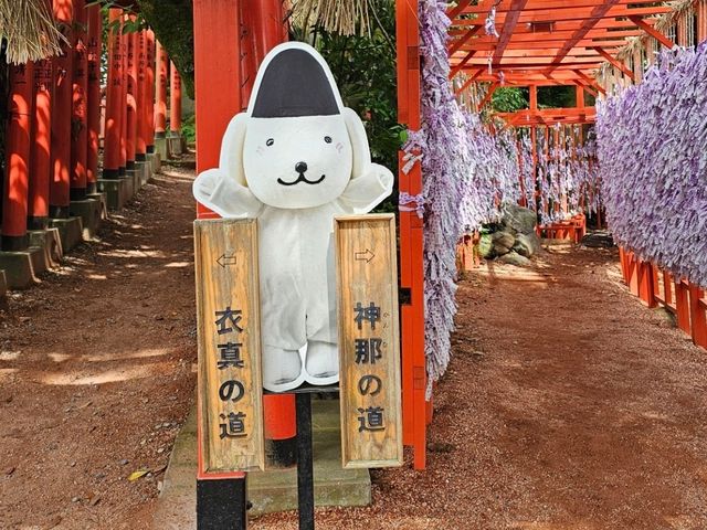 石浦神社獨特御神籤與「きまちゃん」魅力揭密🐾✨
