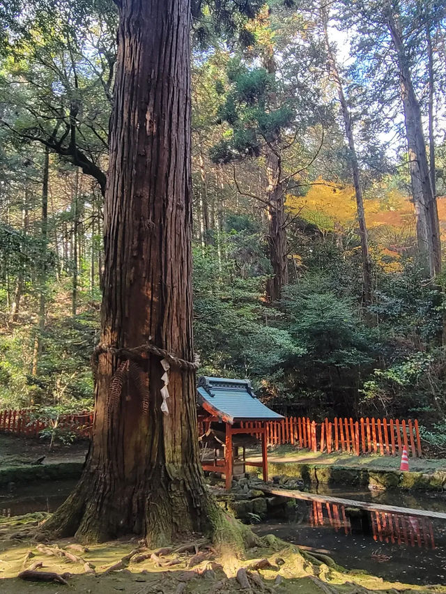 【紫式部も愛した絶景寺院🌸】石山寺で文学と自然の旅📖🍁