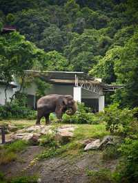 Attractions to visit in Khao Kheow Open Zoo