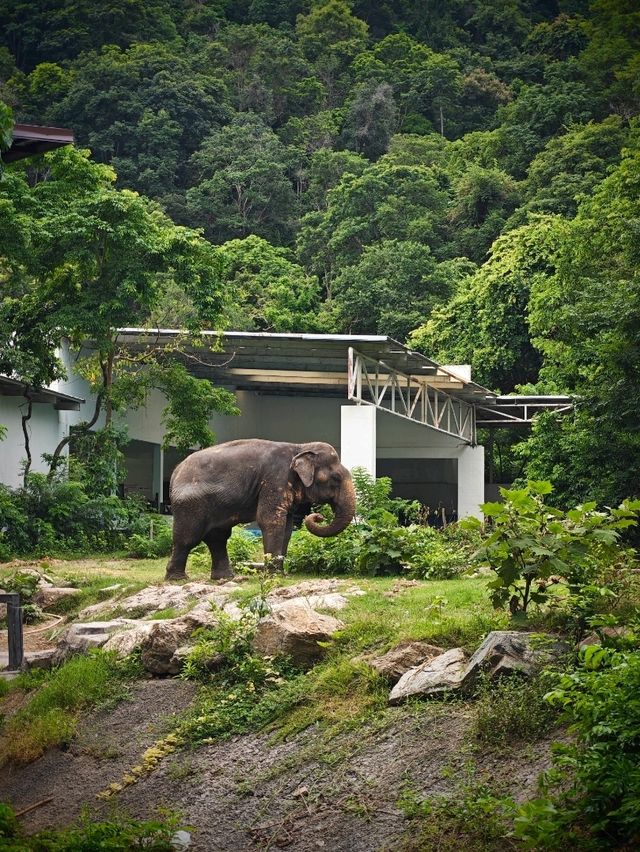 Attractions to visit in Khao Kheow Open Zoo