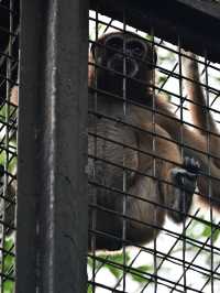 Did You Know?Your Birthday=FREE Entry To Zoo Negara!