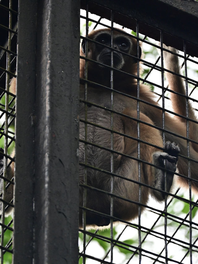 Did You Know?Your Birthday=FREE Entry To Zoo Negara!