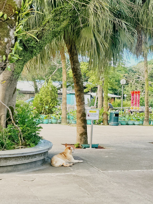 What’s near Hong Kong Airport? Lantau island !