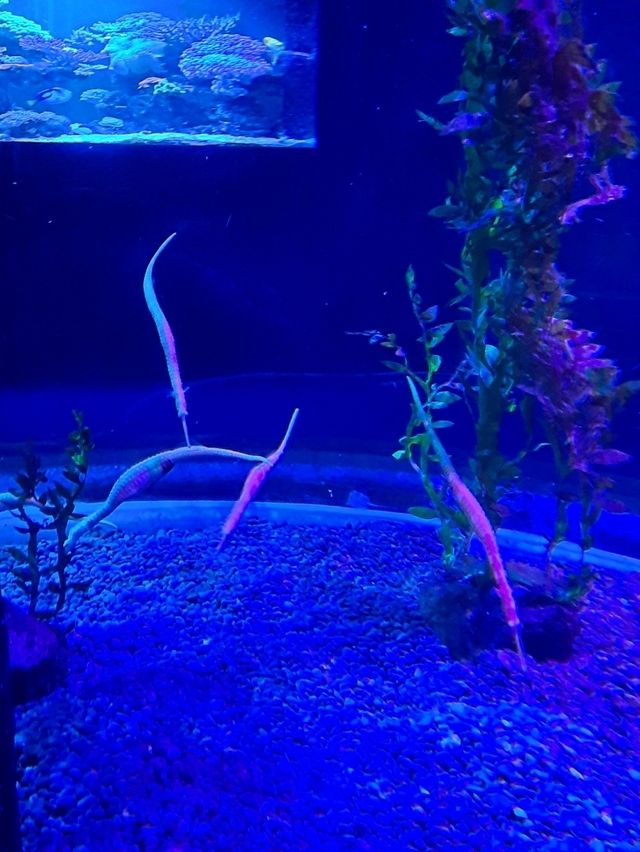 พาชม SEA LIFE Kelly Tarlton’s Aquarium, NZ🇳🇿