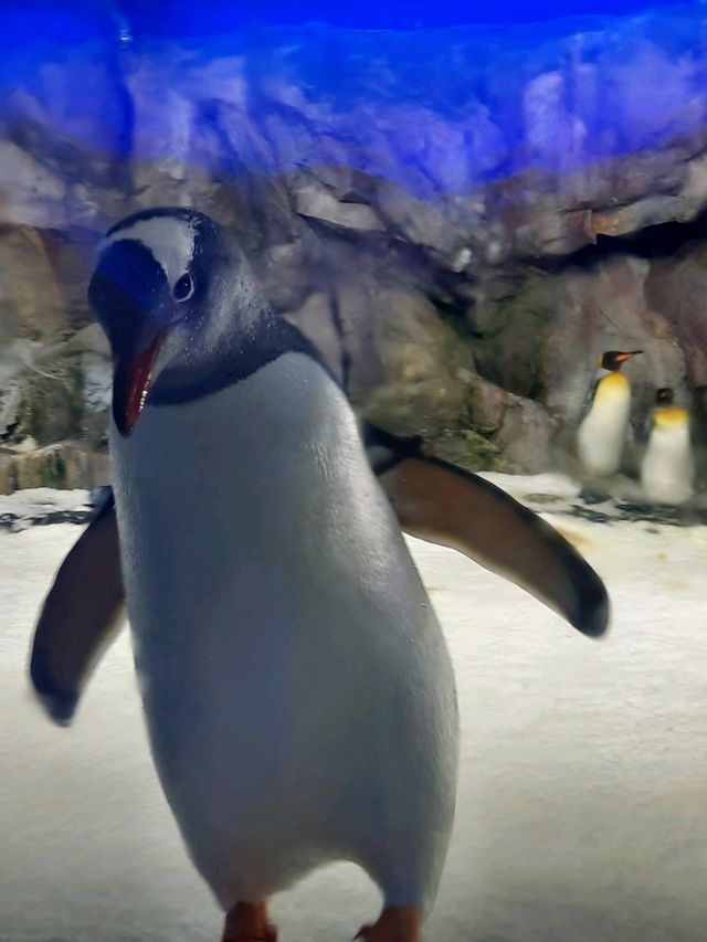 พาชม SEA LIFE Kelly Tarlton’s Aquarium, NZ🇳🇿