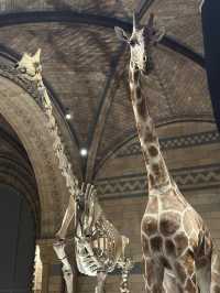 Walking With Dinosaurs At London’s Natural History Museum 