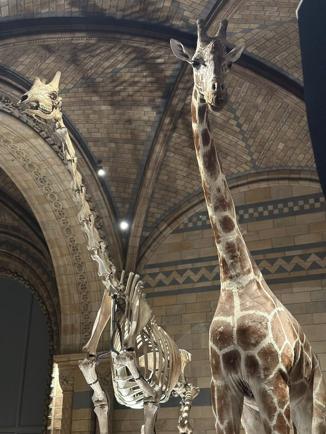 Walking With Dinosaurs At London’s Natural History Museum 
