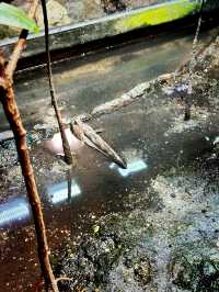 Tidal Marvels at The Coastal Zone, Aquaria KLCC