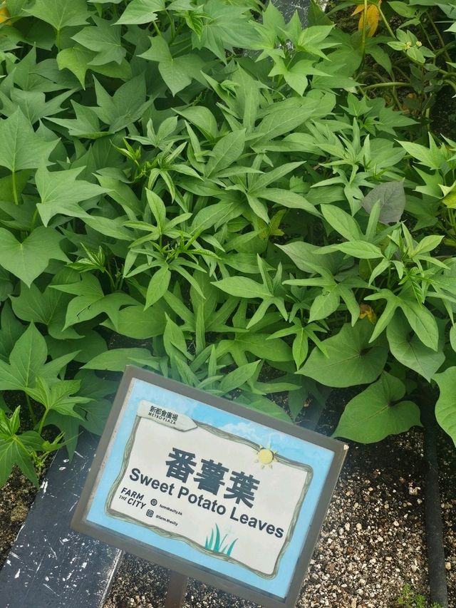 喺繁華嘅石屎森林中,有機會走入大自然,絕對可以令人身心放鬆