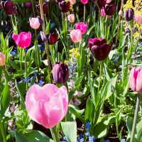 Holland Park of Kensington