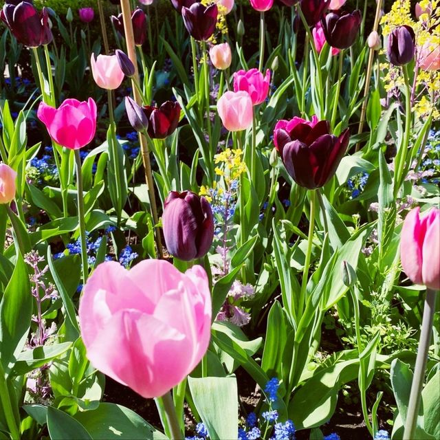 Holland Park of Kensington