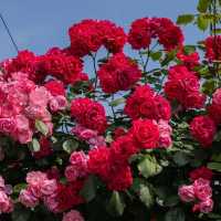 Secret Blooms in Cheonho-dong: Seoul’s Hidden Floral Alley Revealed!** 🌸📸