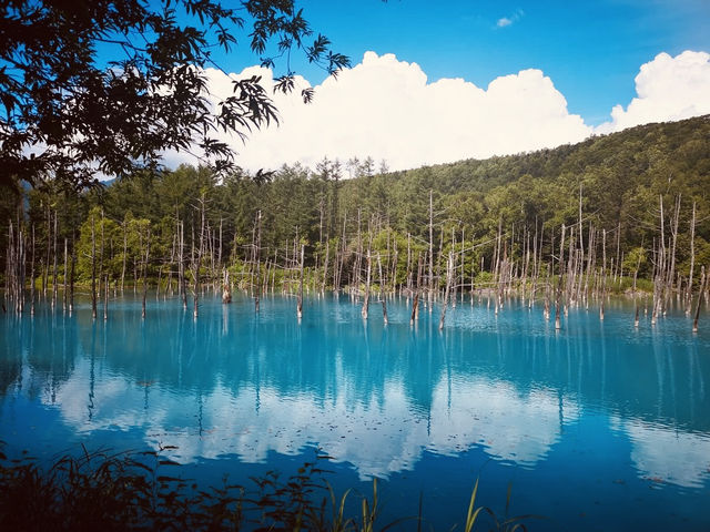 Shirogane Blue Pond: Hokkaido’s Mystical Chromatic Wonder – A Solo Traveler’s Dream"** 🔵🌲