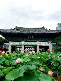 물구름 둥둥 ☁ 빗방울 맺힌 여름의 봉은사