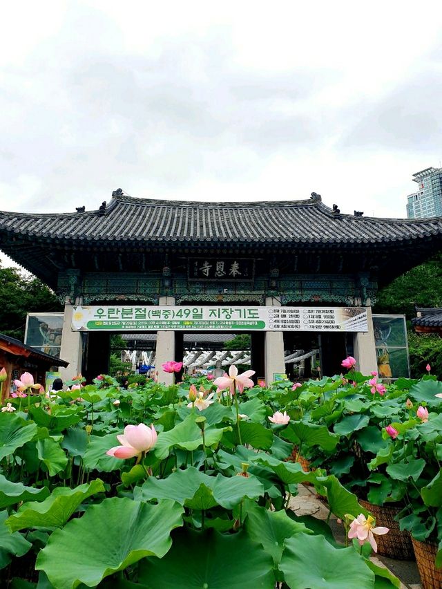 물구름 둥둥 ☁ 빗방울 맺힌 여름의 봉은사