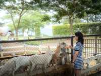 ความน่ารักของเขาใหญ่ในวันนี้ Mini Zoo 