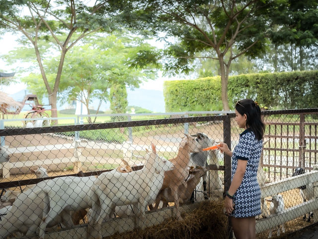 ความน่ารักของเขาใหญ่ในวันนี้ Mini Zoo 
