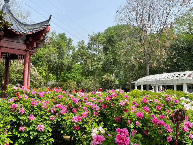 Guohua Peony Garden 🌺 