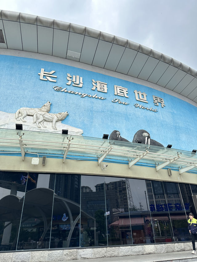 ✨Recommended - Must Visit in Changsha 🩵🐬✨