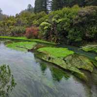 Te Waihou Walkway – New Zealand’s Hidden Gem of Crystal Waters 