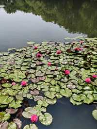 Three Pools Mirroring the Moon – West Lake’s Enchanted Island