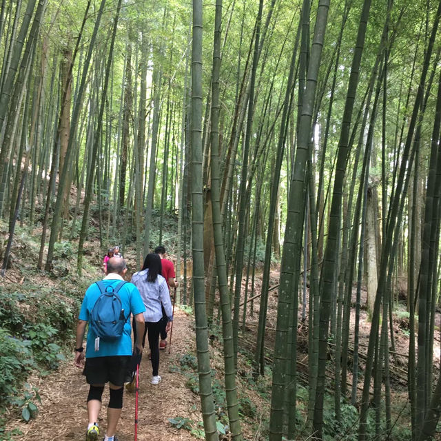 雲林古坑・五元兩角｜竹林祕境輕旅行