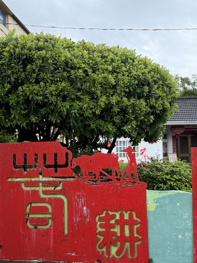 雲林土庫｜好厝米，一碗有情的米飯