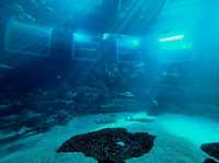 Experience the Ocean under the Big Blue Dome!