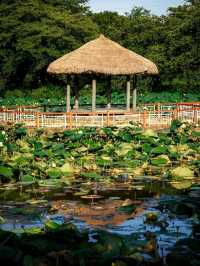 Goljeongji Pond